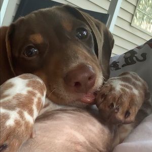 Meet your Posher, Hunter